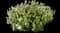 Candytuft (Iberis sempervirens) — design image 2
