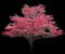 Cherokee Chief Dogwood — design image 2