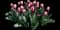 Tulip 'Russian Princess' — design image 1