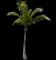 Coconut Palm — design image 4