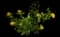 Flame of the Woods — design image 10
