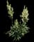 Adam's Needle Yucca — design image 1