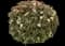 Laurustinus Viburnum — design image 1