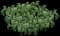 Japanese Spurge Groundcover — design image 2