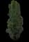 Lombardy Poplar Tree — design image 1