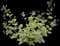 Queen of Hearts Heartleaf Brunnera — design image 2