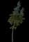 Buttonwood — design image 7