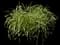 Karl Foerster Grass — design image 6