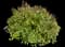 Pinkie Indian Hawthorn Shrub — design image 1