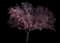 Royal Burgundy Flowering Cherry — design image 1