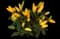 Ornamental Pepper — design image 5