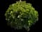 Jade Plant — design image 3