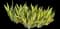 Gold Variegated Sweet Iris — design image 6