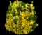 Evergreen Japanese Euonymus Shrub — design image 11