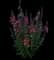 Angelface Perfectly Pink Summer Snapdragon — design image 1