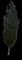 Pine Trees (Pinus) — design image 2