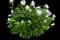 Peony (Paeonia) — design image 14