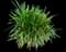 Lily Turf Grass — design image 27