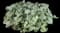 Heartleaf Brunnera — design image 1