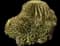 Golden Barrel Cactus — design image 9