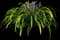Lily Turf Grass — design image 1