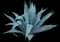 Blue American Agave Plant — design image 9