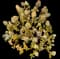 Panicle Hydrangea — design image 23