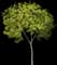 Buckeye Tree — design image 3