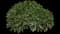 Common Yarrow — design image 1