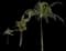 Coconut Palm — design image 23