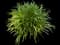Lily Turf Grass — design image 25