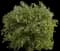 Currant Bush (Ribes) — design image 1