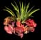 Fox Tail Agave — design image 17