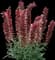 Bugloss — design image 1