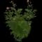 Peony (Paeonia) — design image 8