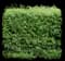 Privet (Ligustrum) — design image 1