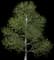Paper Birch — design image 1