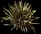 New Zealand Flax (Phormium tenax) — design image 4