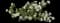 Carol Mackie Daphne — design image 18