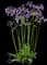 Agapanthus Ever Amethyst™ — design image 2