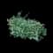 Moonshadow Wintercreeper Euonymus — design image 1