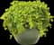 Goldilocks Creeping Jenny — design image 2