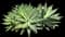 Fox Tail Agave — design image 2