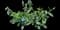 Pink-a-Blue™ Lungwort — design image 3