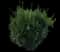 Forsythia Shrub — design image 2