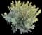 Texas Sage (Leucophyllum) — design image 2