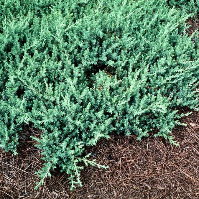 juniperus-conferta-blue-pacific