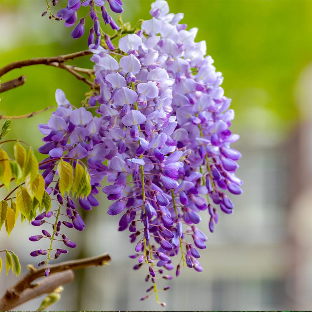wisteria-sinensis