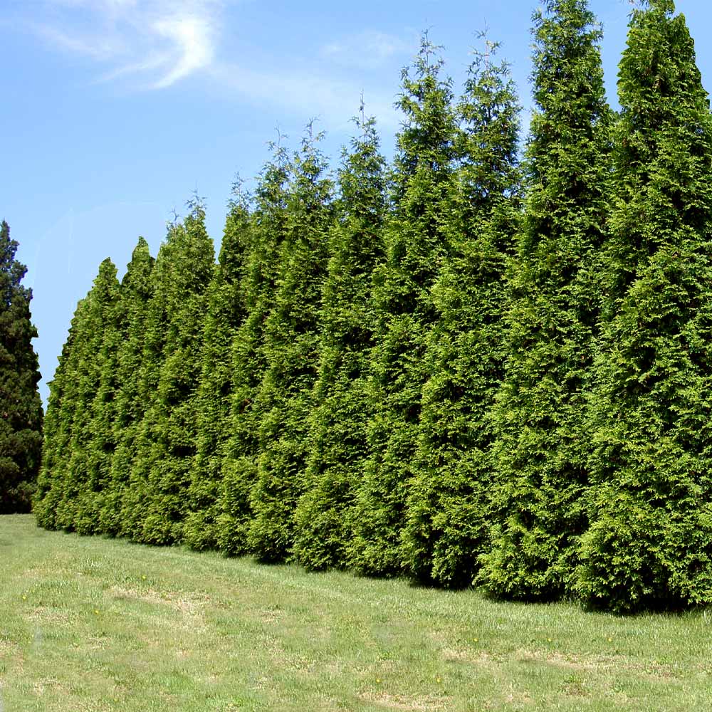 thuja-plicata-x-standishii-green-giant