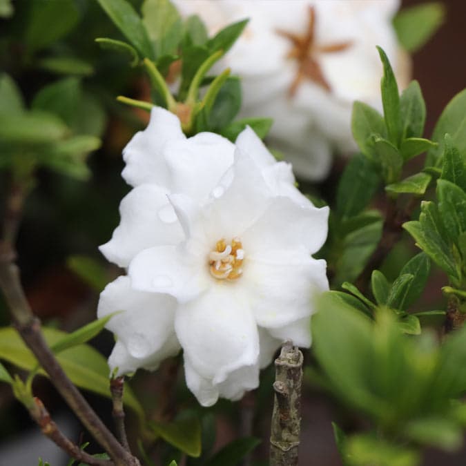 gardenia-jasminoides-radicans